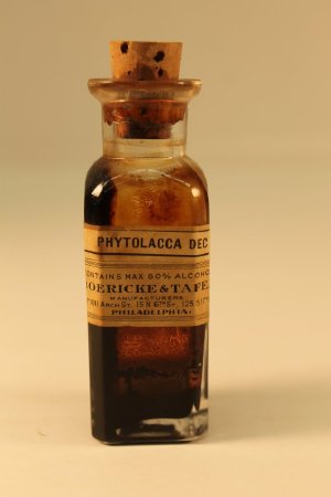 Phytolacca                              